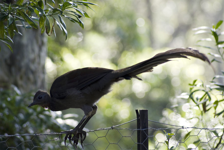 10 удивительных звуков, которые стоит услышать